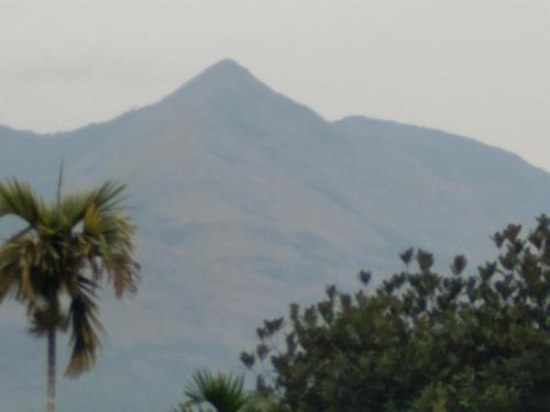 a mountain with a palm tree in front of the ocean at Homely Home stay in Kalpetta