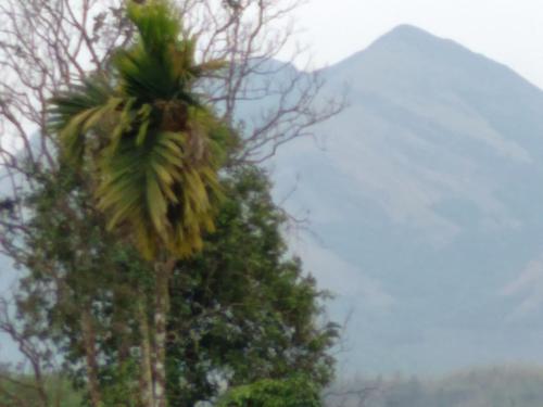 a palm tree with a mountain in the background at Homely Home stay in Kalpetta