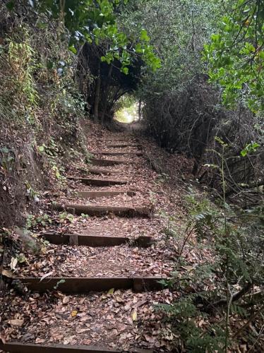 a set of stone steps on a forest trail at Turismo El Recodo, cabañas y camping in San Clemente