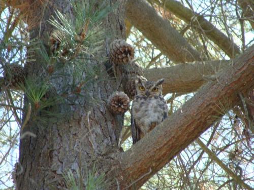an owl is sitting on the branch of a tree at Turismo El Recodo, cabañas y camping in San Clemente