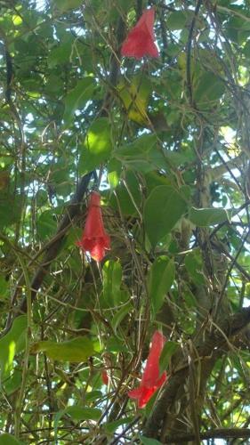 a tree with red flowers and green leaves at Turismo El Recodo, cabañas y camping in San Clemente