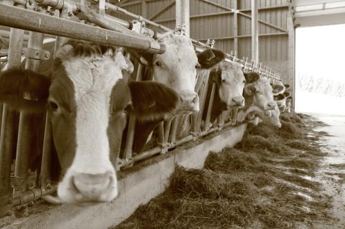 a group of cows in a barn eating hay at Ganhör- Fam. Kaar in Wintersdorf