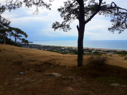 a tree on a hill with the ocean in the background at Rose Hotel B&B in Patara