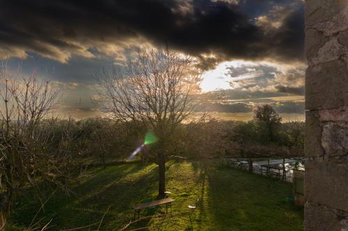 a tree in a field under a cloudy sky at Casale Le Pietre in Marta