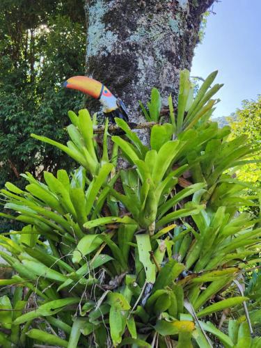 a bird sitting on top of a plant next to a tree at Hospedaria Flor da Montanha in Lumiar