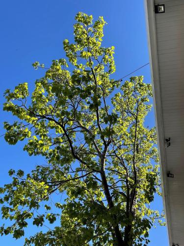 a tree with yellow leaves against a blue sky at Prédio Histórico na Rio Branco in Caxias do Sul