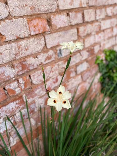two white flowers in front of a brick wall at Prédio Histórico na Rio Branco in Caxias do Sul