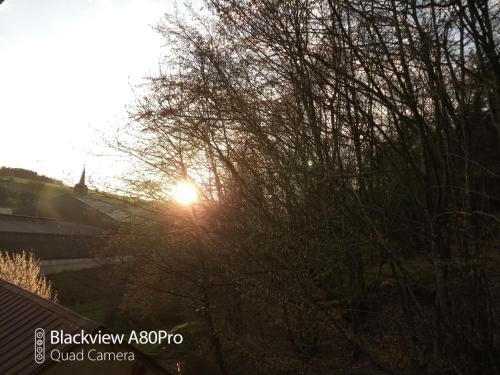 a tree with the sun shining through it at Um Burebierg apartment 35m2 in Buschrodt