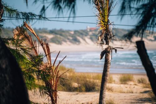 eine Palme vor einem Strand in der Unterkunft Liquid Dive Adventures in Praia do Tofo