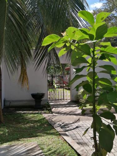 Un jardín fuera de Ibis