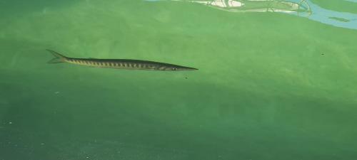 a fish swimming in the water next to a boat at La guarida rústica del zorro in Jijona