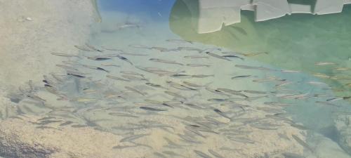 a group of fish swimming in the water at La guarida rústica del zorro in Jijona
