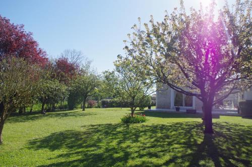 a tree in the middle of a green field at Les Lavandières in Saint-Hilaire-la-Palud