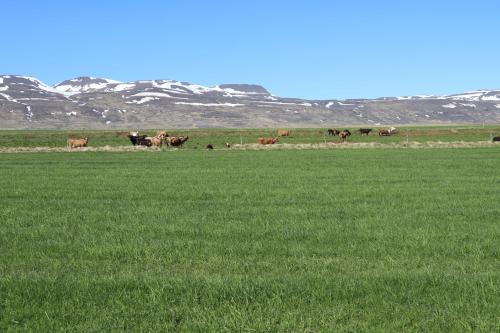 a herd of cows in a field of grass at Glaumbær III in Varmahlid