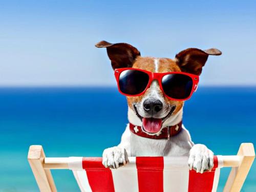a dog wearing sunglasses sitting on a beach chair at Sunbeach Chalets in Great Yarmouth