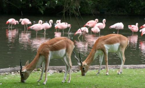 two gazelles and a flock of pink flamingos near the water at La Suite du Hameau in Sierville