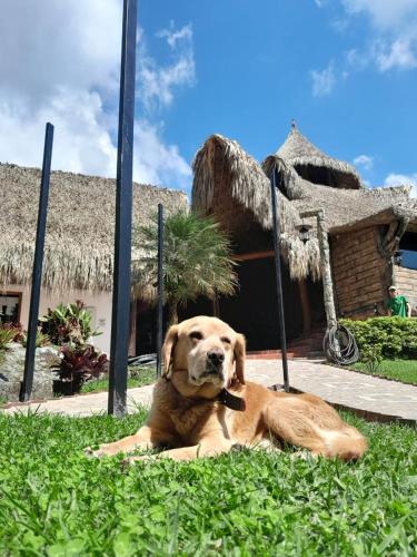a brown dog laying in the grass in front of a house at Rancho Ecoturistico el Faro in La Mesa