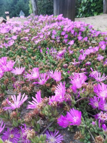 a bunch of purple flowers in a garden at Apartamento en pleno Montseny Mas Romeu Turisme Rural in Arbúcies