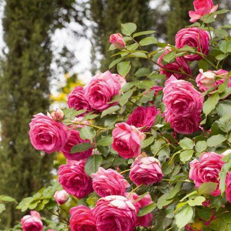 a bunch of pink roses on a tree at Chez Fleur in Avignon