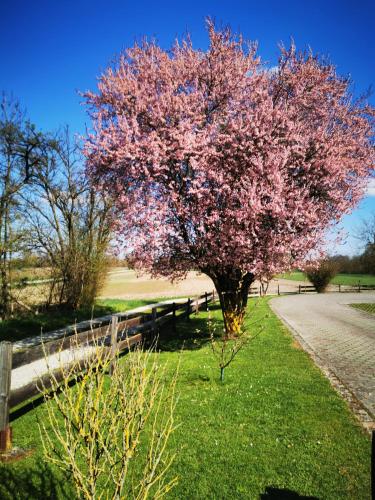 a tree with pink flowers on it next to a fence at Ferienwohnung Hertreiter in Dingolfing 110qm in Dingolfing