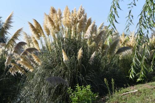 a bunch of tall grass in a field at Howard Johnson Resort & Convention Center Ezeiza in Ezeiza