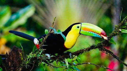 a colorful toucan sitting on a tree branch at Mariposa Jungle Lodge in San Ignacio