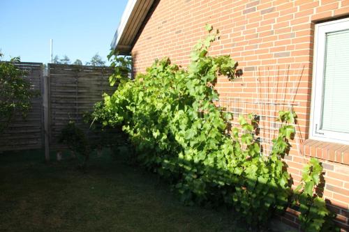 a bush growing on the side of a brick building at Hine Bakke Bed And Breakfast in Rudkøbing