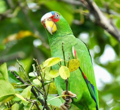 a green parrot sitting on a tree branch at Mariposa Jungle Lodge in San Ignacio