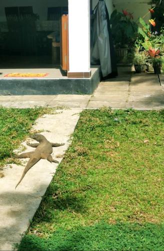a bird is running on the sidewalk at Talalla Wonder View in Talalla South