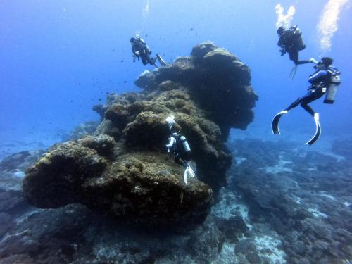 a group of people swimming over a coral reef at Oceans Explore Hostel in Green Island