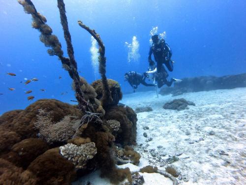 a person in the ocean with a diver and a coral reef at Oceans Explore Hostel in Green Island
