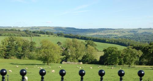 een kudde schapen die grazen in een veld met zwarte ballen bij Duke of Wellington Inn in Corbridge