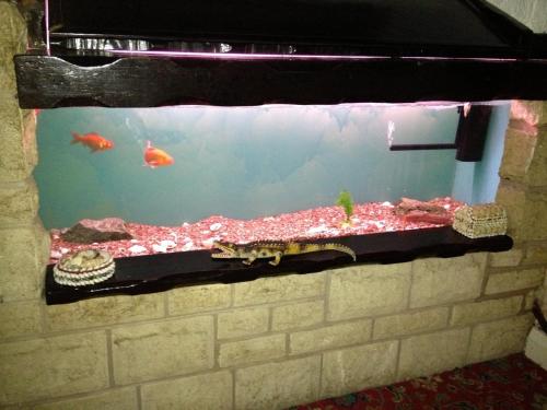a fish tank with a lizard and fishes in it at Liverpool Airport Rooms in Speke