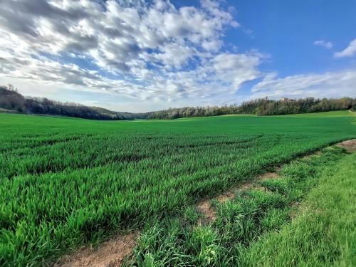 an open field of green grass with a cloudy sky at Villetta rosso Rubino in Vignale Monferrato
