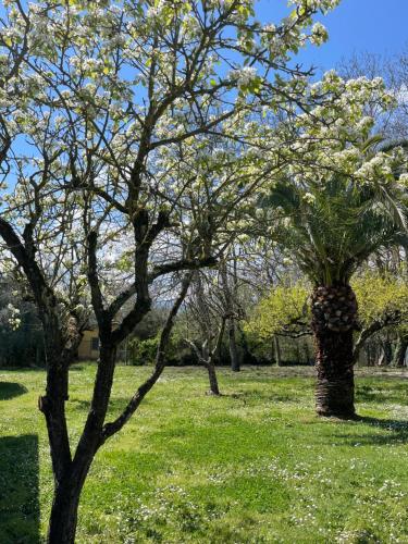 a tree with white flowers in a field of grass at B & B Casal Pereto in Valmontone
