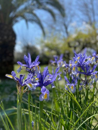 a bunch of purple flowers in the grass at B & B Casal Pereto in Valmontone