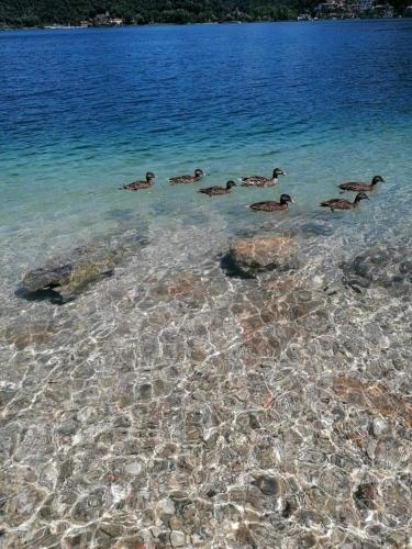 a group of ducks swimming in a body of water at ZARA HOUSE - Lake and Pet Friendly in Brusimpiano