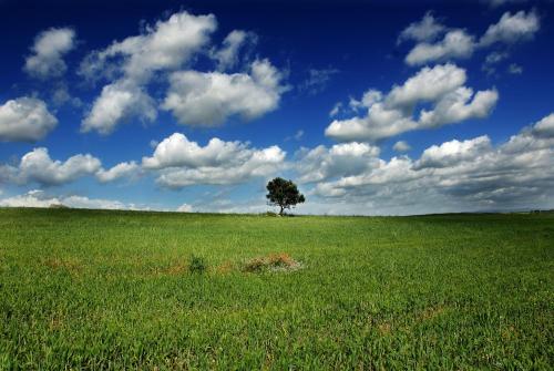 a tree in the middle of a green field at Agriturcostabaira in Caltagirone