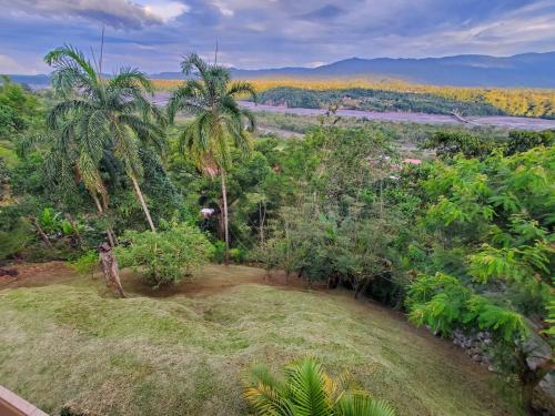 an aerial view of a forest with palm trees at Beautiful view suite Suite vista hermosa in Macas