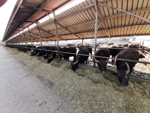 a group of cows eating hay in a barn at Villa Giulia - Cilento - Giungano in Giungano