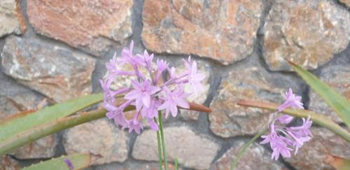 a bunch of purple flowers in front of a stone wall at Atlas Pension in Karterados