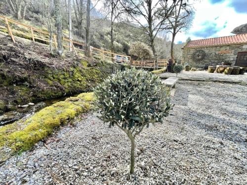 a small tree in the middle of a gravel yard at Moinho de Brião in Montalegre