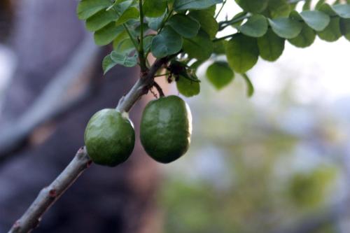 Isletas de GranadaにあるIsleta El Espino Ecolodgeのギャラリーの写真