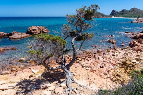 a tree on the shore of a rocky beach at Le Corti Sarde Countryside in Bari Sardo