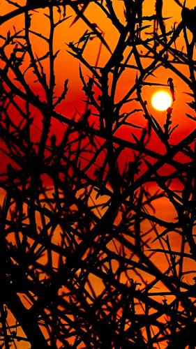 a bird sitting in a tree at sunset at Margherita sul mare - 250 m from the beach in San Giorgio