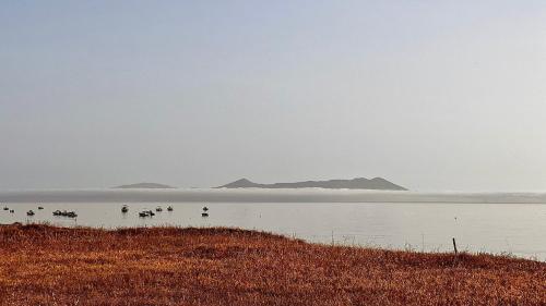 a group of birds swimming in a body of water at Margherita sul mare - 250 m from the beach in San Giorgio