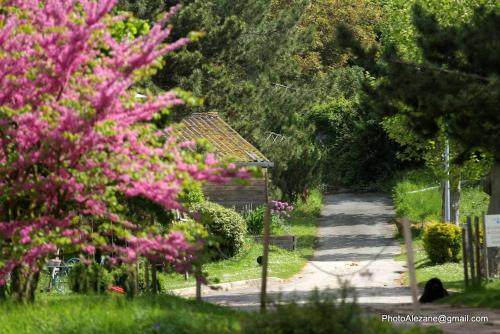 een tuin met roze bloemen en een pad bij Gite du Centaure in Vigny