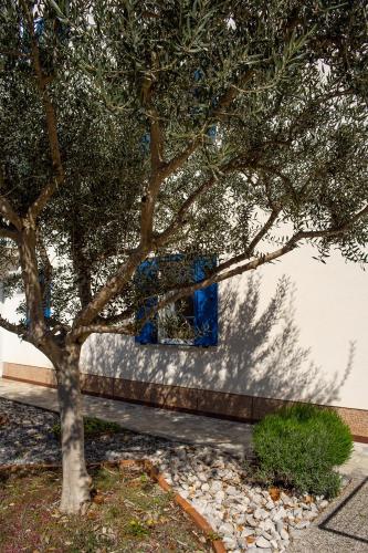 Olive Tree Apartmentsにある庭