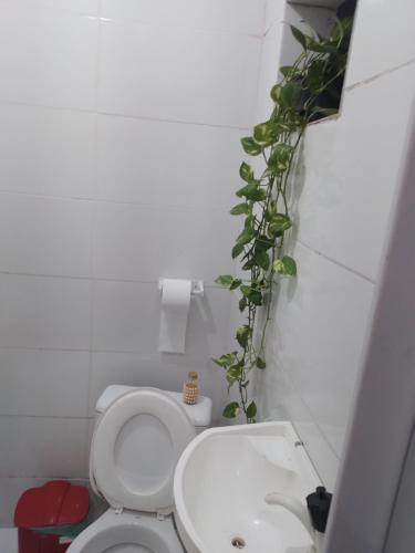 baño con aseo y planta en la pared en CACTUS KIT NET, en Salvador