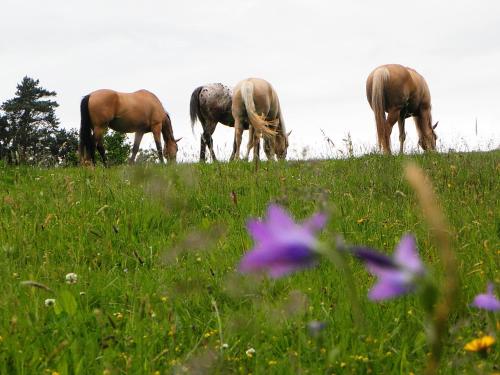three horses grazing in a grassy field with purple flowers at Penzion Bor in Náchod